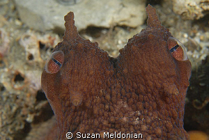 Brown Octopus . . .looks like a costume piece for ... :) by Suzan Meldonian 